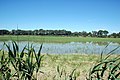 Rizière en Camargue