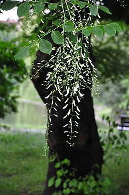 Кладрастис кентуккский (Cladrastis kentukea)