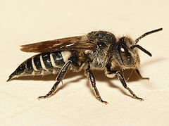 Coelioxys inermis