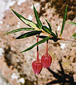 Crinodendron hookerianum