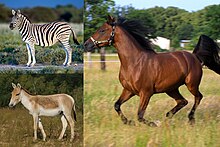 Equus species.jpg