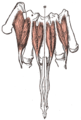 Dorsal interossei muscles of the hand