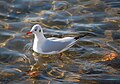 Hettemåke i vinterdrakt Larvik havn