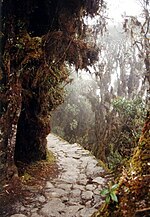 Inca trail