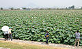 Lotus pond at Karasuma Peninsula, Kusatsu, Shiga Prefecture