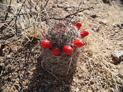 Plant growing in Joshua Tree National Park