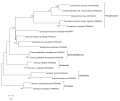 Maximum likelihood phylogenetic tree created with MEGA6