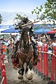 Clydesdale bei Ritterspielen