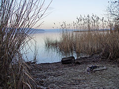 Schwer zugängliches Ufer des Murtensees, nahe Faoug