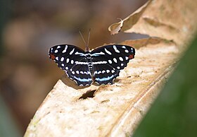 Fêmea da borboleta neotropical Myscelia orsis (Drury, 1782). Foto tirada em Alagoas, Brasil.