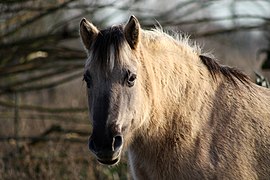 Tête d'un cheval gris-beige et noir.