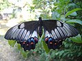 Orchard Swallowtail Butterfly, Papilio aegeus.