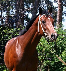 Photo de la tête et du poitrail d'un cheval bai en filet, des bois en arrière-plan.