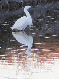 Creyr bach copog o guddfan RSPB Parlwr Du