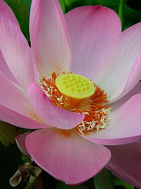 Pink petals of lotus