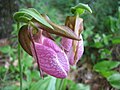 Provincial flower of Arunachal