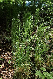 Poa nemoralis kz02.jpg