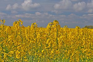 Raps (Brassica napus) bleut