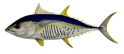 Thunnus alalunga