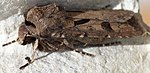 Agrotis exclamationis – seitlich