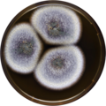 Aspergillus angustatus growing on MEAOX plate