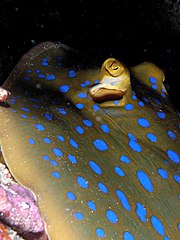 Photo of the front part of a stingray from the side, showing large protruding eyes and bright blue spots