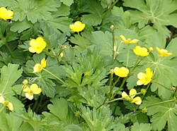 Ranunculus repens.