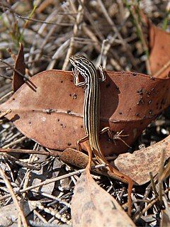 Description de l'image Ctenotus taeniolatus.jpg.