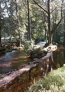 D Enz im Kurpark vu Bad Wildbad