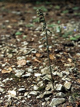 Kleinbladige wespenorchis