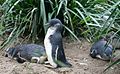 Pinguins-azuis, Eudyptula minor, num zoo de Melbourne.