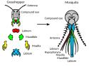 Evolution of mosquito mouthparts