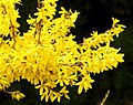 Forsythia flower