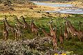 Giraffen im Arusha-Nationalpark