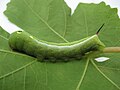 A caterpillar belonging to a family of Sphingidae or hawk-moth