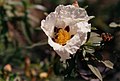 Cistus ladanifer