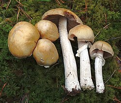 Kitsevöödik Cortinarius caperatus