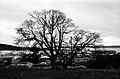 One of the symbolic oak trees that give Oak Harbor its name.