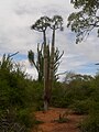 Pachypodium Lamerei, dans la forêt épineuse à Mangily, à l'ouest de Madagascar.