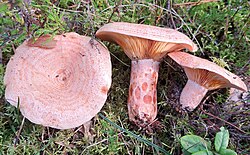 Porgandriisikas Lactarius deliciosus