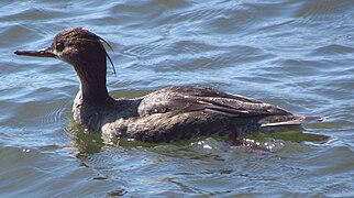 Juvenile, Florida