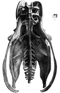 Pelvis masculina vista per sota i còccix