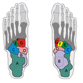 Voetwortelbeentjes A=Calcaneus, B=Talus, C=Os cuboides, D=Os naviculare, E=Os cuneiforme laterale, F=Os cuneiforme intermedium, G=Os cuneiforme mediale