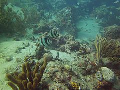 Diving around Isla Aguja