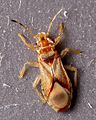 Thaumastocoridae : Thaumastocoris peregrinus.