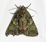 Polyphaenis sericata – Oberseite