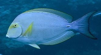 Acanthurus xanthopterus