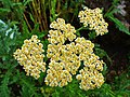 Achillea Clypeolata