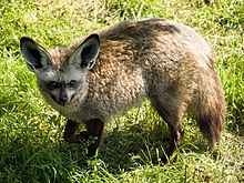 A fox looking to its left and upwards at the viewer