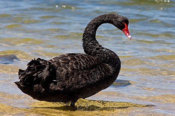 Black Swan